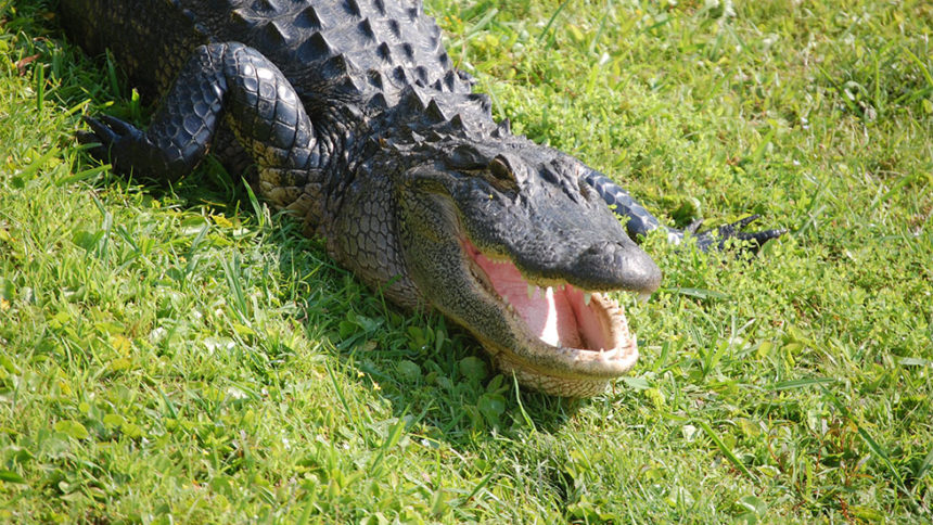 Οι Αλιγάτορες αντικαθιστούν τα απωλεσθέντα δόντια τους
