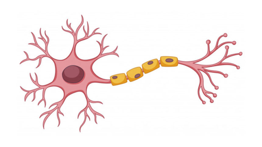 Βλαστοκύτταρα και Οδοντιατρική